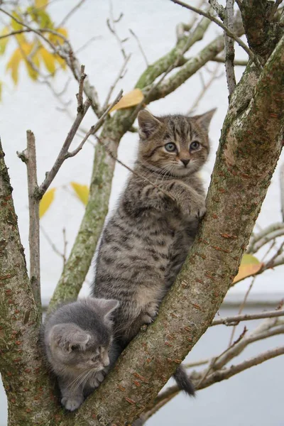秋叶里的小猫 — 图库照片