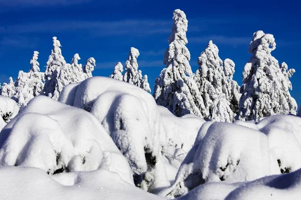Árboles Cubiertos Nieve Selva Negra Paisaje Invernal Landkreis Rastatt Bhlertal —  Fotos de Stock