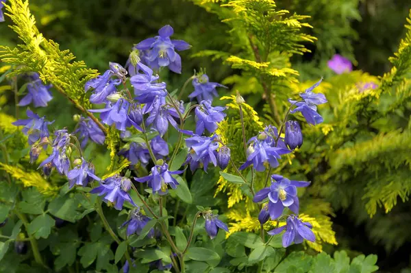 Akelei Blau Blühend Garten Europäische Akelei Aquilegia Vulgaris — Stockfoto