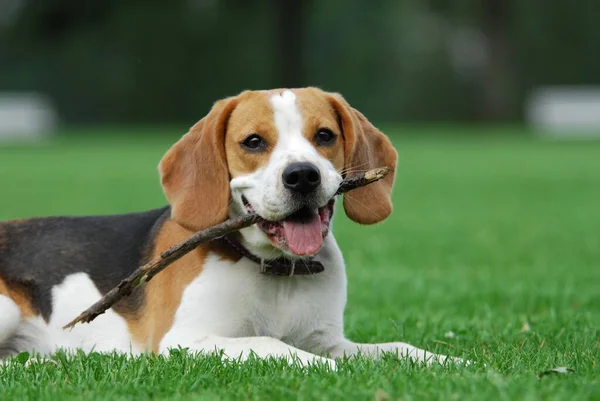 Young Beagle Driekleur Spelen Met Een Stok Fci Standard 161 — Stockfoto