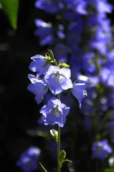 Bluebell Garden — Stock Photo, Image