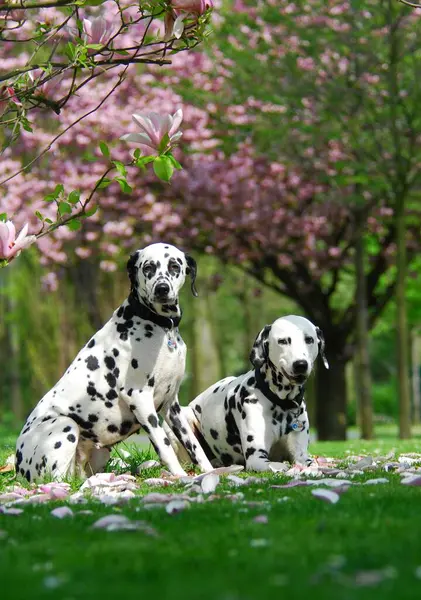 Dva Dalmatinci Sedí Louce Květy Magnólie — Stock fotografie