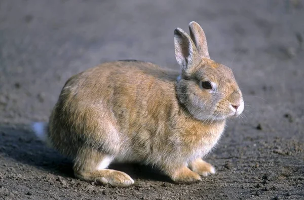 ピグミー ウサギ ブラキラガス アイダホシス — ストック写真