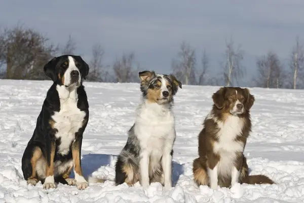 2 Australian Shepherd and Great Swiss Mountain Dog sitting next to each other in the snow