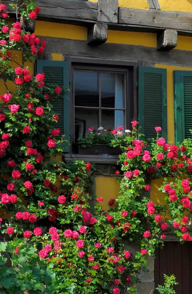 Czerwone Róże Wspinaczkowe Kwitnące Ścianie Domu Okno Okiennicą Ogród Różany — Zdjęcie stockowe