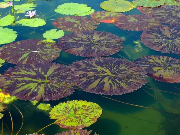 植物園 ウィルヘルマ シュトゥットガルト ウォーターリリー池 ウォーターリリーの葉 — ストック写真