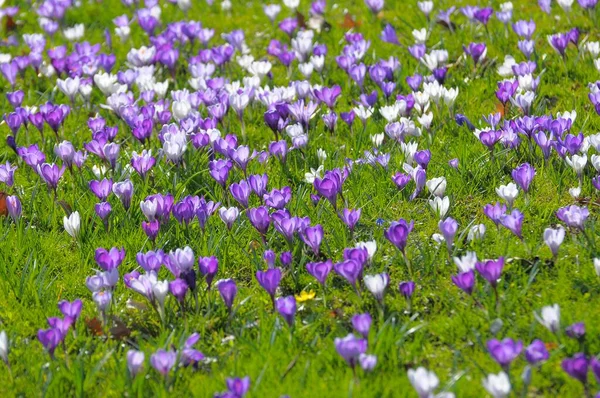 Krokus Frühlingskrokus Crocus Vernus Frühlingssaft Baden Baden Lichtentaler Allee Frühling — Stockfoto
