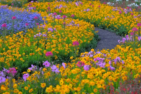 Caminho Jardim Com Flores Verão — Fotografia de Stock