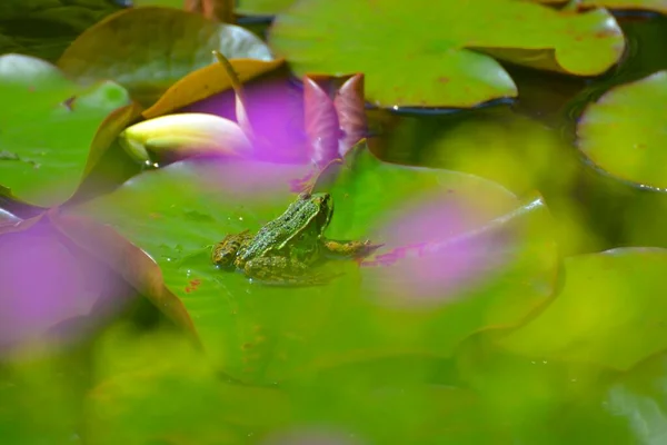 Żaba Wodna Siedząca Podkładce Liliowej Stawie Ogrodowym — Zdjęcie stockowe
