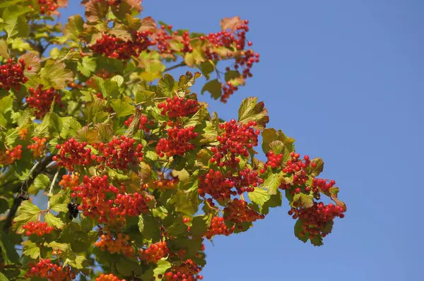 Frutos Rojos Bola Nieve Arbusto Viburnum Opulus —  Fotos de Stock