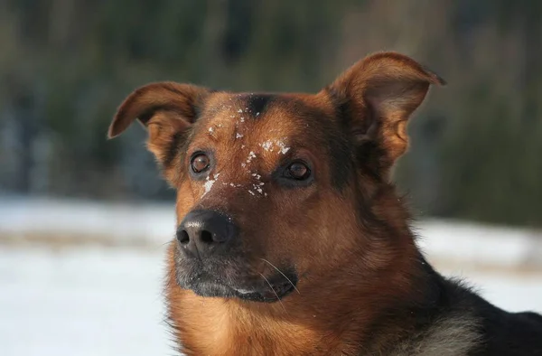 Shepherd Dog Doberman Mongrel — 图库照片