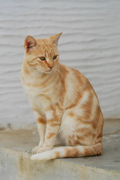 Gato Doméstico Creme Tabby Sentado Passo Ilha Tinos Cíclades Grécia — Fotografia de Stock