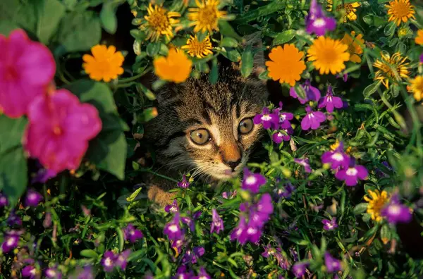 フラワーベッド フェリスシルベストリス の家猫 — ストック写真