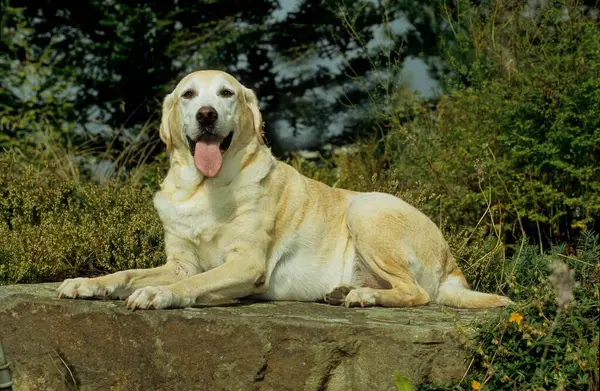 Labrador Berwarna Terang Krim Ringan Labrador Retriever Fci Standard 122 — Stok Foto