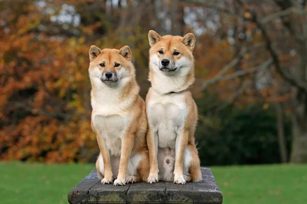 Δύο Shiba Inu Κάθεται Δίπλα Δίπλα Στην Πέτρα Fci Standard — Φωτογραφία Αρχείου