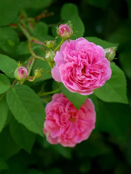 Pink Flowering Rose Garden — Stok Foto