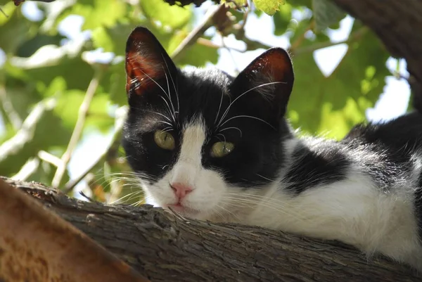 Czarny Kot Drzewie — Zdjęcie stockowe