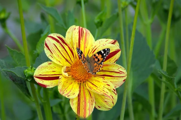 ダリアの花 庭に単一の花ダリアの蝶 — ストック写真
