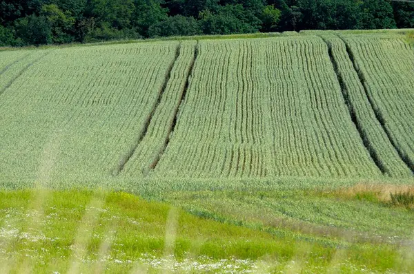 Зернове Поле Трактором — стокове фото