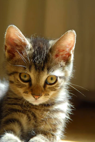 Kociak Domowy Makrela — Zdjęcie stockowe