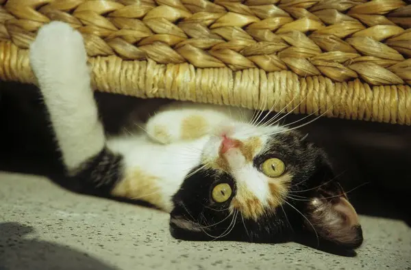 Muda Kucing Domestik Tiga Bulan — Stok Foto