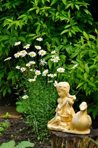 Figurine Jardin Avec Marguerites Marguerite Aux Yeux Bœuf Leucanthemum Vulgare — Photo
