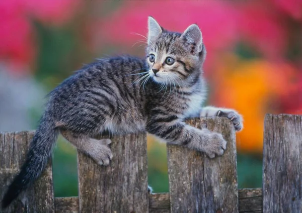 Young Domestic Kitten Mackerel Garden Fence — Stock Photo, Image