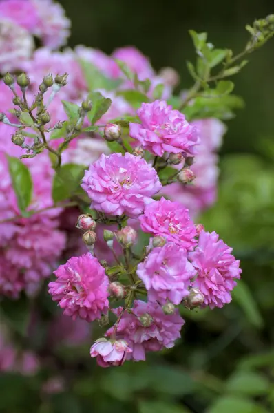 Rose Garden Oberderdingen — Stock Photo, Image