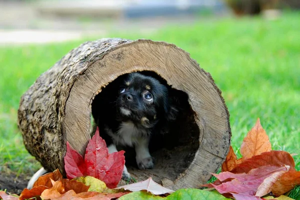 Young Chihuahua, 6 months old, male, long-coated tricolour, sitting in a hollow log, FCI Standard No. 218, Chihuahua, 6 months old, long-coated, sitting in a hollow domestic dog (canis lupus familiaris)