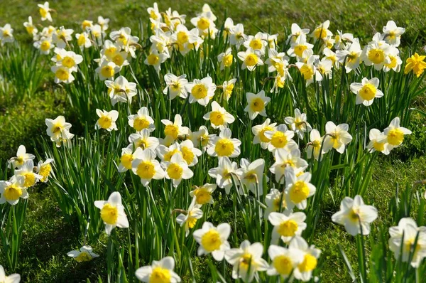 Narcis Bloemen Het Weitje — Stockfoto