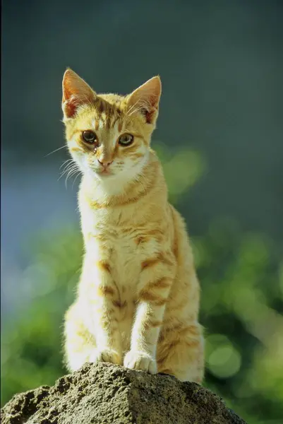 Červenobílá Kočka Červenobíle Pruhované Kotě Sedící Kameni — Stock fotografie