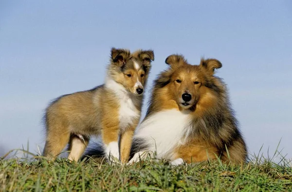 Sheltie Köpek Yavrusuyla Shetland Çoban Köpeği Sheltie Köpek Yavrusuyla Shetland — Stok fotoğraf