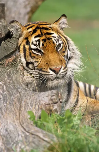 Młody Tygrys Sumatrzański Panthera Tigris Sumatrae — Zdjęcie stockowe