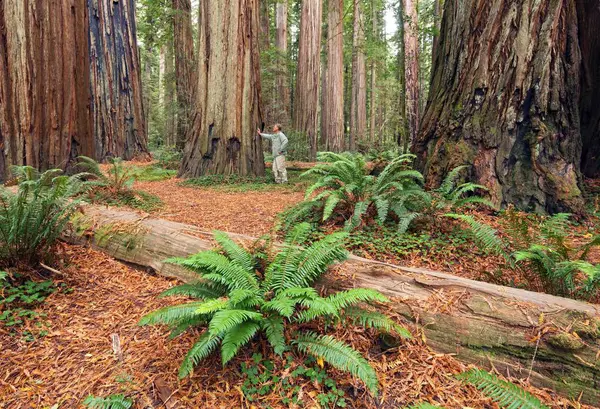 Jedediah Smith Redwood State Park Kalifornien Estados Unidos Norteamérica — Foto de Stock