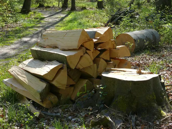 Firewood Floresta Loja Madeira — Fotografia de Stock