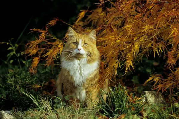 Kot Jesieni Liście Tło — Zdjęcie stockowe