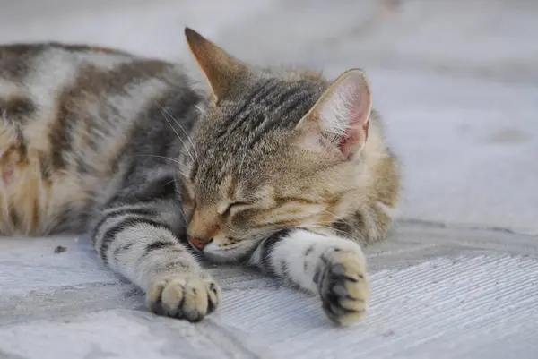 国内猫 茶色のタビー ロッキーフロアで寝る ティノス島 キクラデス ギリシャ 茶色のタビー ロッキーフロアで眠っています キクラデス ギリシャ — ストック写真