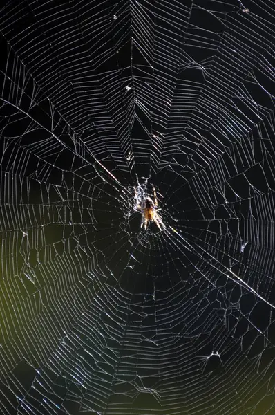 Pavouk Křížový Pavučině Zahradě Pavouk Evropský Araneus Diadematus — Stock fotografie