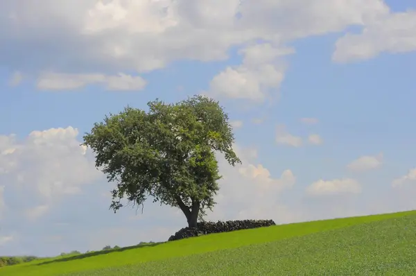 Perenboom Het Veld — Stockfoto