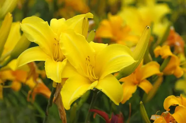 庭の黄色い花のユリ 日焼け止め — ストック写真