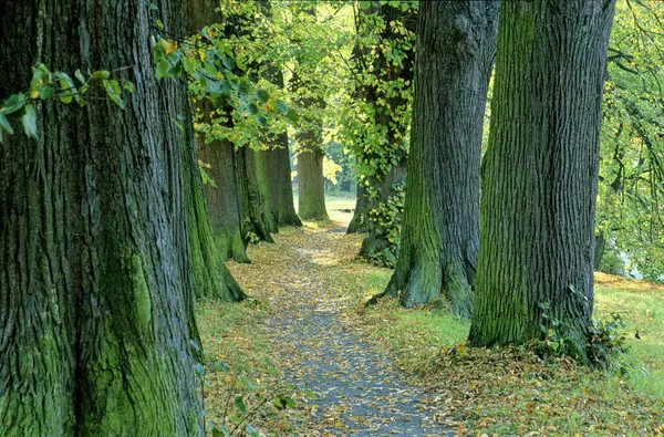 Path Lime Trees Greizer Park Thuringia Germany Europe — Stock Photo, Image