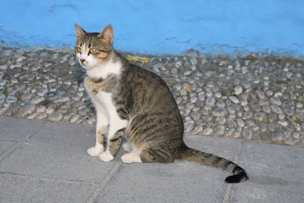 Domestic Cat Domestic Cat — Stock Photo, Image