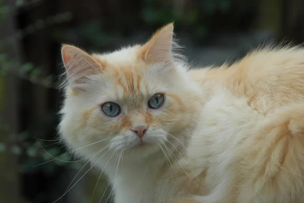 Gato Doméstico Creme Tabby Point Blue Eyed Retrato Gato Creme — Fotografia de Stock