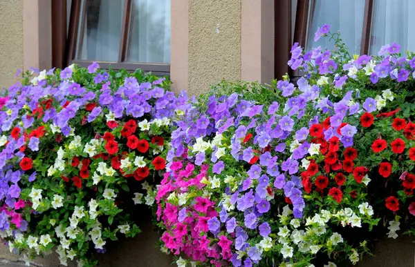 stock image Petunia flowers in summer garden 