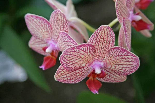 Квіти Орхідей Крупним Планом Постріл — стокове фото