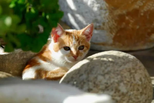 若い家庭用子猫 ホワイトと赤いタビー 石の後ろからピアス ティノス島 キクラデス ギリシャ 赤いタビーと白 石の後ろからピアリング キクラデス ギリシャ — ストック写真