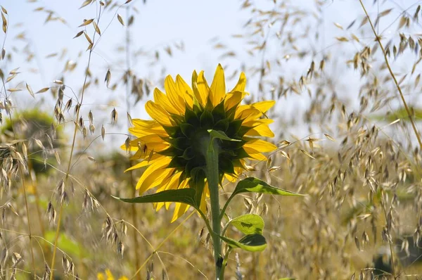 Sunflower Close View Agriculture Concept — Stock Photo, Image