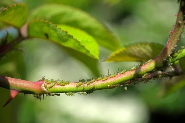 Gül Sapında Yeşil Yaprak Bitleri — Stok fotoğraf