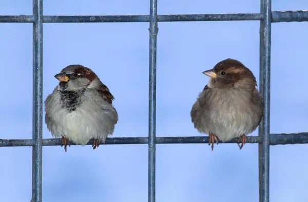 Two House sparrows (Passer domesticus) sit on garden fence Two House sparrows sit on garden fence