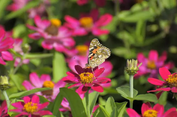 シスルバタフライ シンジアの花 — ストック写真